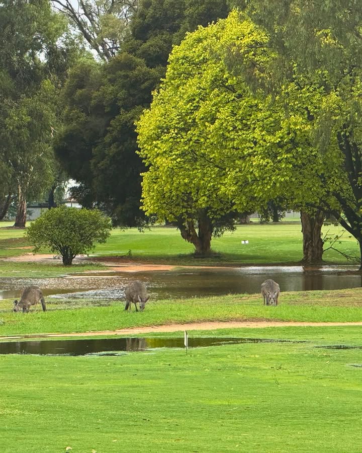 Featured image for “Wildlife and Weather at Mooroopna Golf Club”