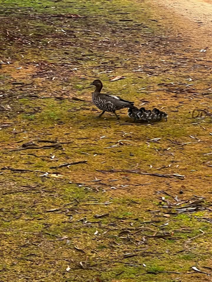 Featured image for “Wildlife Sightings at Mooroopna Golf Club’s Course”